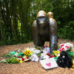 Gorilla’s death calls for human responsibility, not animal personhood